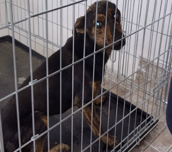 Geretteter Hund in tierärztlicher Betreuung